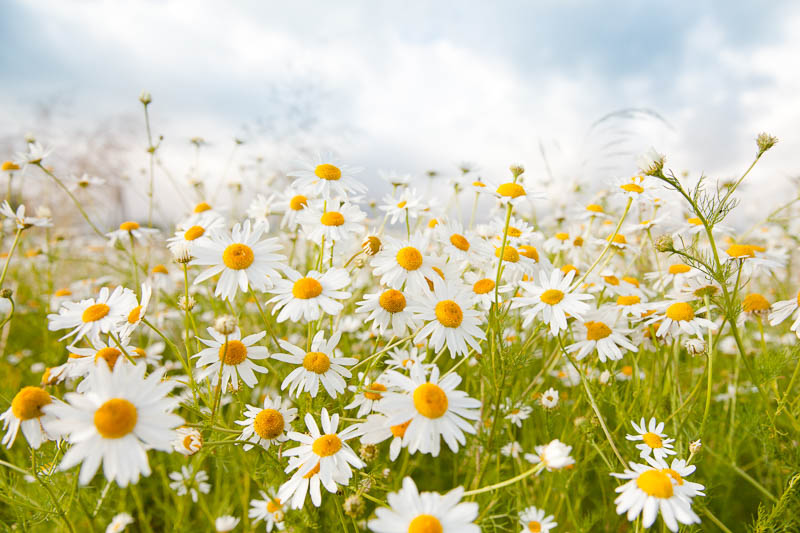 field,daisies,in,the,meadow,in,sunny,weather.,pharmacy,chamomile
