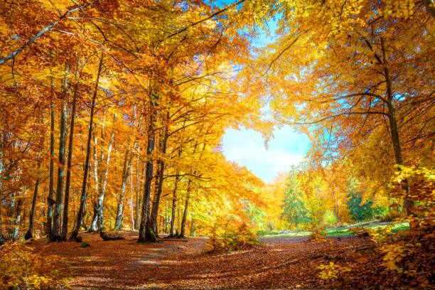 istockphoto 1170896292 612x612