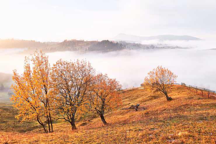 shiny tree hill slope with sunny beams mountain valley covered with fog 146671 19554