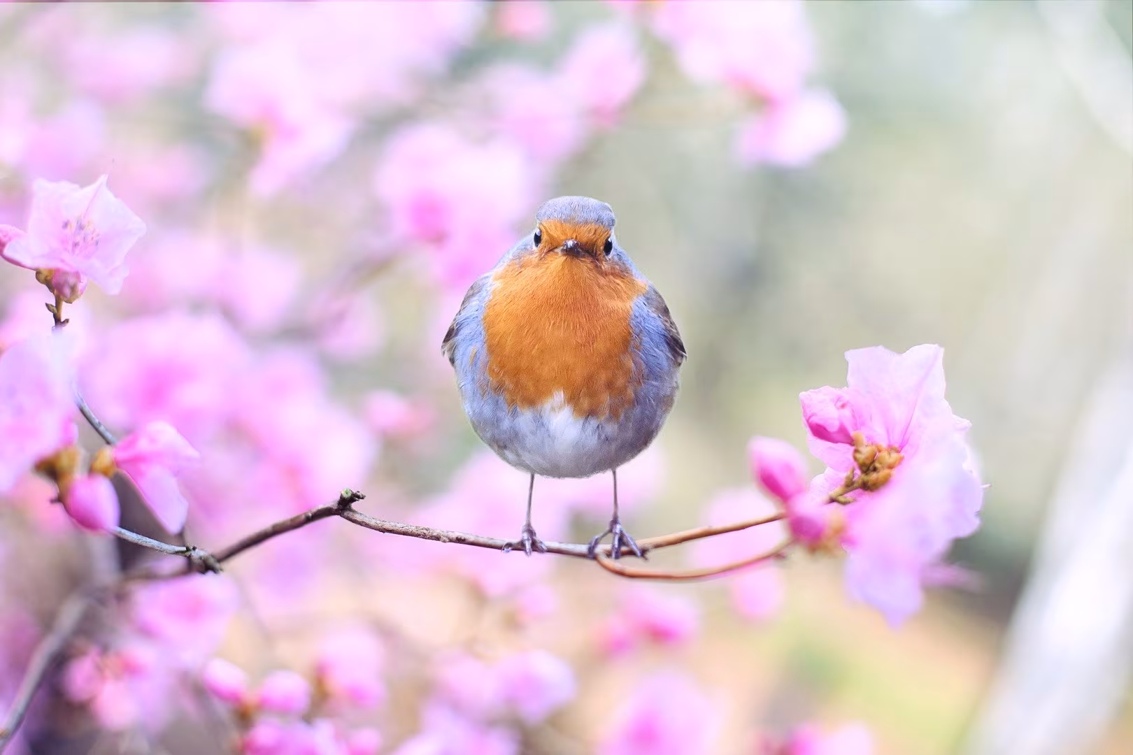 spring bird 2295436 1920 biggalleryimage